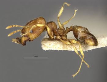 Media type: image;   Entomology 8698 Aspect: habitus lateral view
